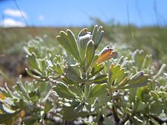 Archivo:Artemisia arbuscula (5445448907)