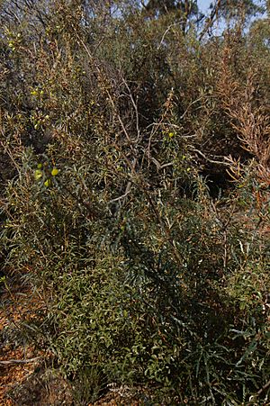 Archivo:Banksia acanthopoda gnangarra 02