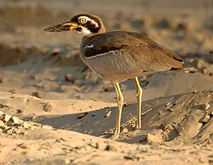 Archivo:Beach Thick-knee Inskip Pt2