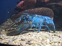 Archivo:Blue-lobster