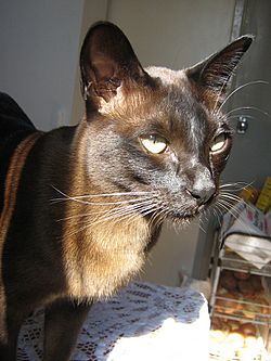 Archivo:Brown Burmese Cat Headshot