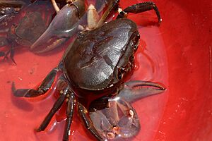 Archivo:CRABE 2