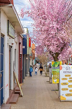 Archivo:Calle Victoria con sus ciruelos en flor