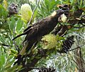 Calyptorhynchus funereus -Rocky Cape National Park-8