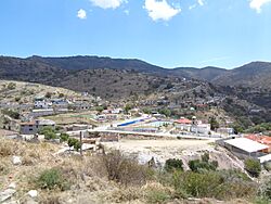 Camelia, Pachuca (1).jpg