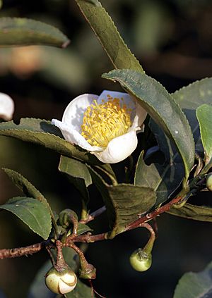 Archivo:Camellia sinensis 01