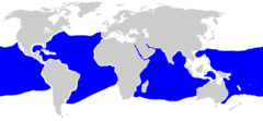 Distribución del tiburón oceánico