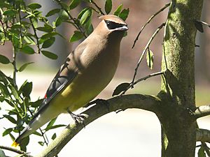 Archivo:Cedar Waxwing-27527-2