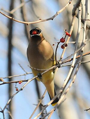 Archivo:Cedar waxwing eating berry