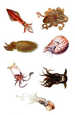 Cephalopoda orders.jpg
