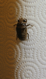 Archivo:Cicada molting animated-2