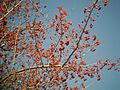 Crataegus pinnatifida fruit, Yongin