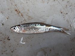 Cypress Minnow Hybognathus hayi.jpg