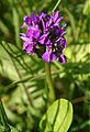 Dactylorhiza purpurella - Northern marsh orchid 1