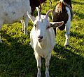 Domestic Goat 2 Germany - Hesse