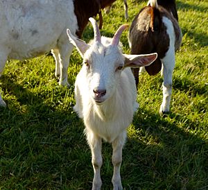 Archivo:Domestic Goat 2 Germany - Hesse