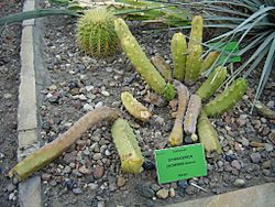 Echinocereus leonensis.jpg