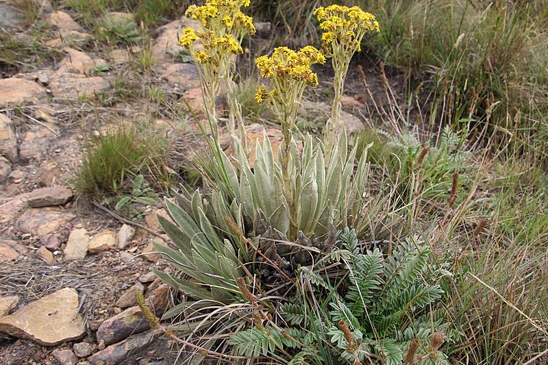 Espeletia muiska