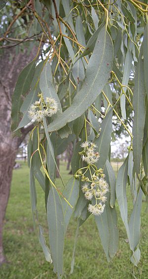 Archivo:Eucalyptus coolabah flowers and foliage