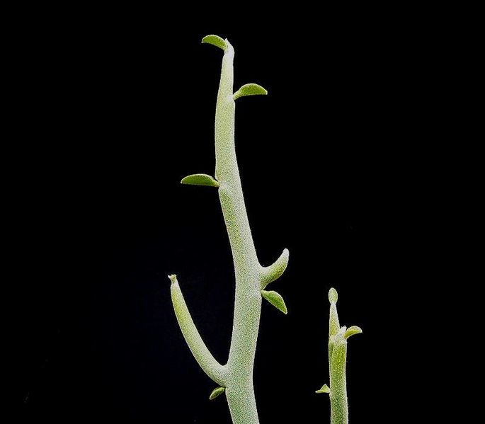 Euphorbia lomelii ies