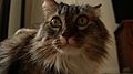 Female Maine Coon