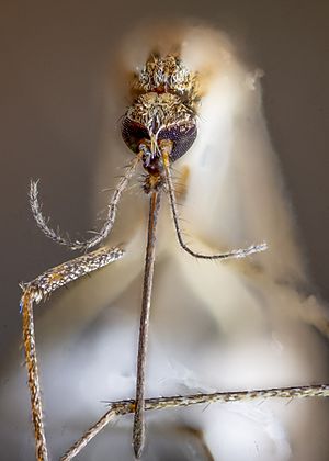 Archivo:Female mosquito head