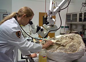 Archivo:Fossil preparation at the Condon Center lab