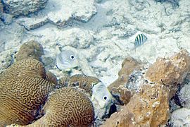 Foureye butterflyfish Chaetodon capistratus (4686924532)