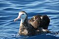 Gibsons albatross