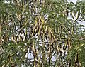 Gleditsia-triacanthos-frutos