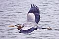 Great blue heron - natures pics