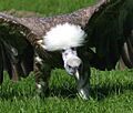 Griffon Vulture (Gyps fulvus) (7)
