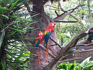 Archivo:Guacamayas en el zoológico Matecaña