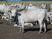 Archivo:Hungarian Grey Cattle8