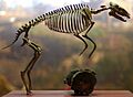 HyracotheriumVasacciensisLikeHorse