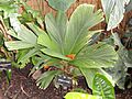 Iguanura spectabilis - Denver Botanic Gardens - DSC00896
