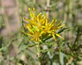 Isocoma tenuisecta