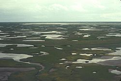 Kuskokwim Delta Wetlands - Aerial View.jpg