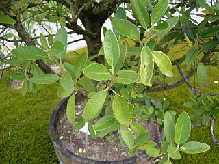 Lagunaria patersonii - Zweige.jpg