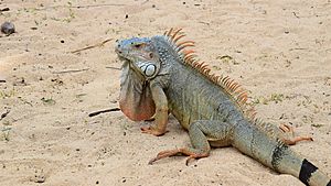 Archivo:Lesser Antillean iguana