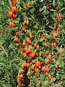 Archivo:Lycium barbarum - Wolfberries China 7-05
