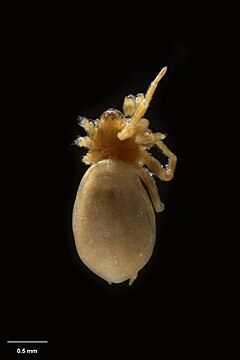 MA I227844 TePapa Kapanga-alta-Forster full.jpg