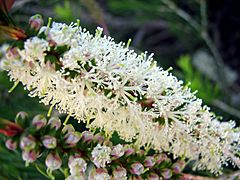 Archivo:Melaleuca armillaris-Flowers