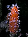 Minabea aldersladei (Leather coral)