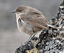 Moorland Chat at the Kilimanjaro moorland cropped