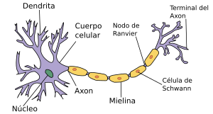 Archivo:Neurona