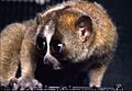 Nycticebus pygmaeus 003