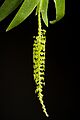Oberonia mucronata (D.Don) Ormerod & Seidenf. in G.Seidenfaden, Contr. Orchid Fl. Thailand 13 20 (1997) (48077316392)