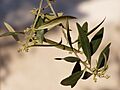 Olea europaea flower buds