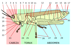 Archivo:Orthoptera morphology-es